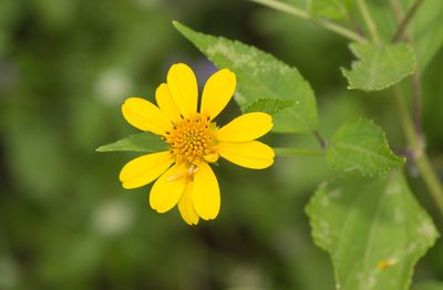 Melanthera latifolia, photographed by Morten Ross