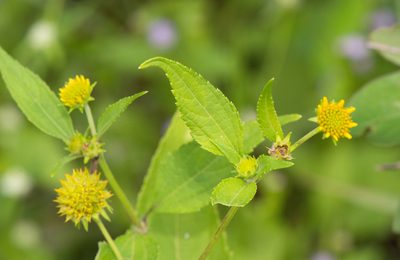 Melanthera latifolia, photographed by Morten Ross