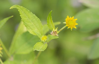 Melanthera latifolia, photographed by Morten Ross