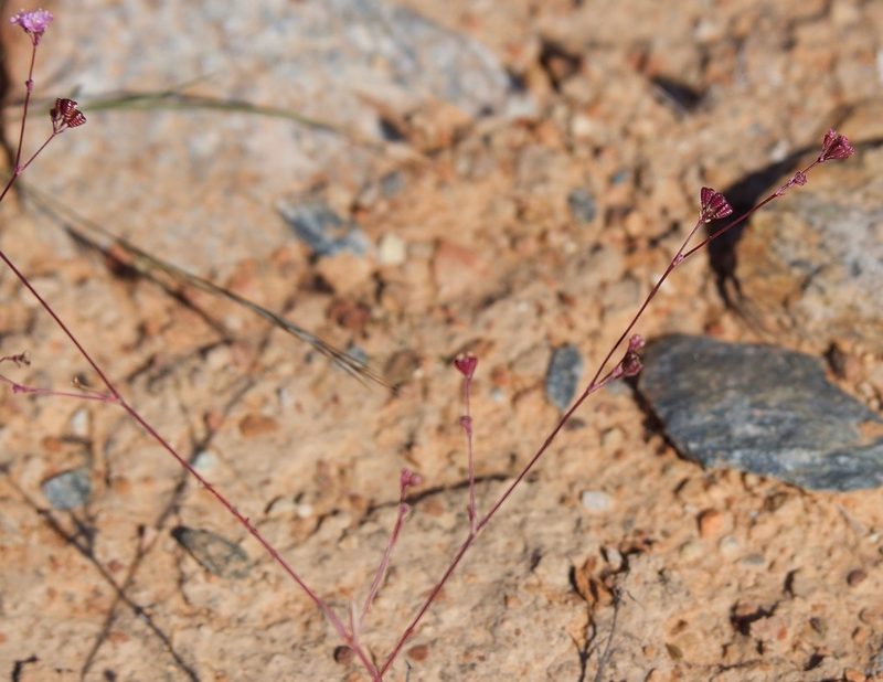 Boerhavia triquetra, photographed by Bill Levine