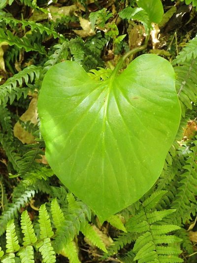 Cardiocrinum giganteum, photographed by John Steel