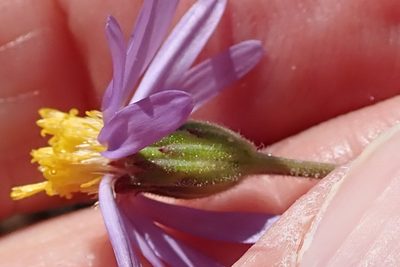 Felicia brevifolia, photographed by Peter Warren
