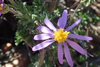 Felicia brevifolia, photographed by Peter Warren