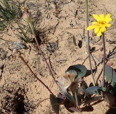 Othonna hederifolia, photographed by Peter Warren