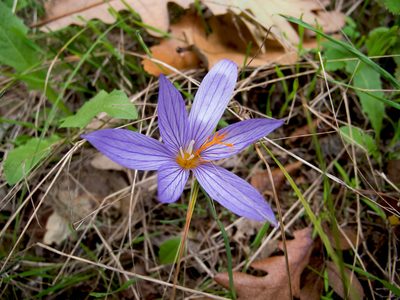 Crocus ibrahimii, photographed by katunchik