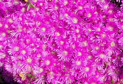 Drosanthemum intermedium, photographed by Nicola van Berkel