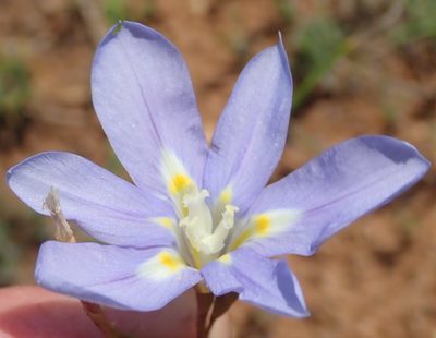 Moraea polyanthos, photographed by Nicola van Berkel