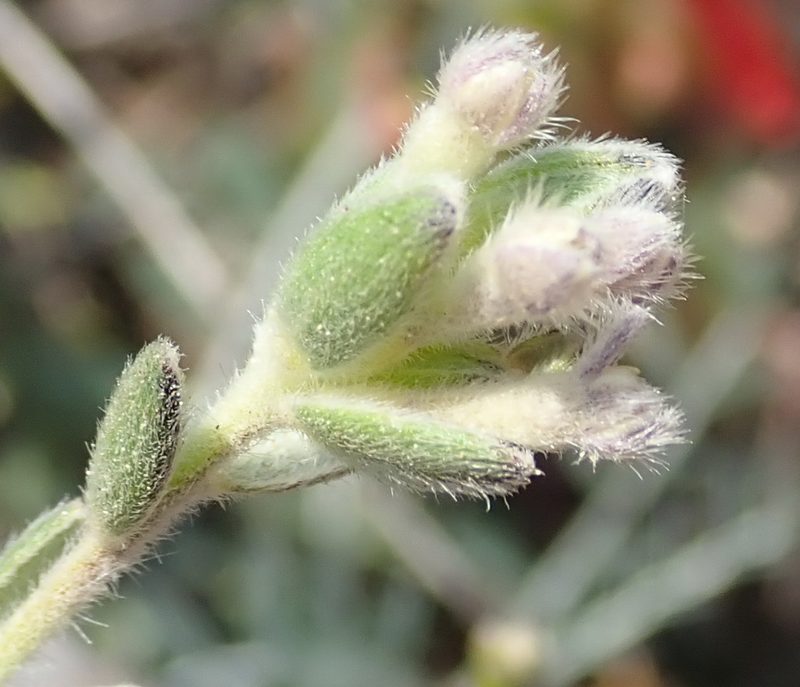 Gnidia nodiflora, photographed by Nicola van Berkel