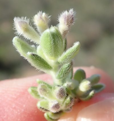 Gnidia nodiflora, photographed by Nicola van Berkel