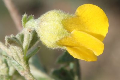 Hermannia althaeifolia, photographed by Nicola van Berkel