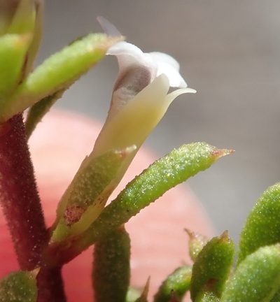 Muraltia karroica, photographed by Nicola van Berkel