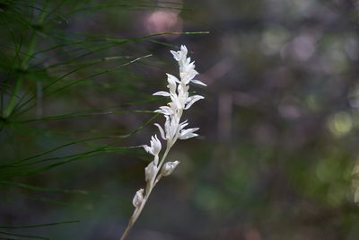 Cephalanthera austiniae, photographed by Philip McGarvey