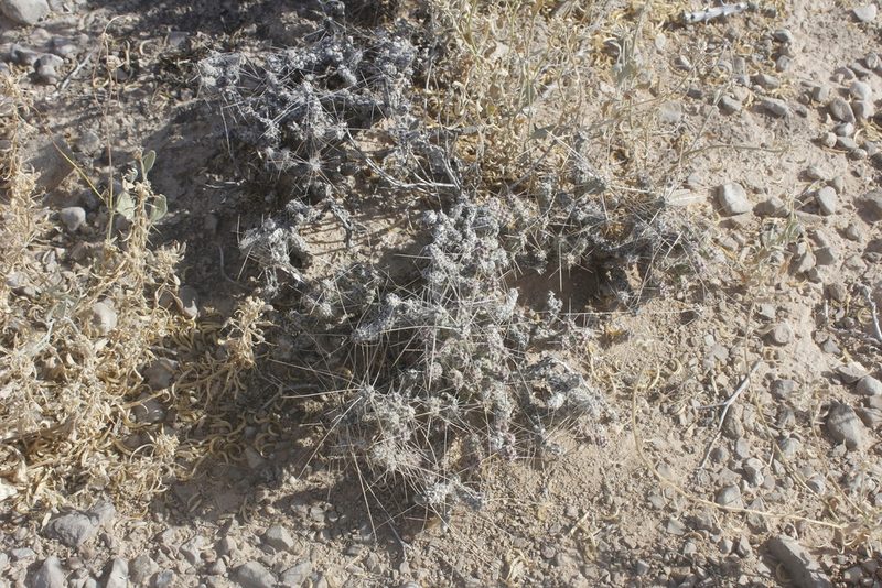 Cylindropuntia anteojoensis, photographed by Juan Cruzado Cortés