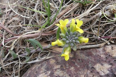 Physaria montana, photographed by botanygirl