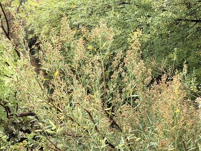 Baccharis salicina, photographed by CK2AZ