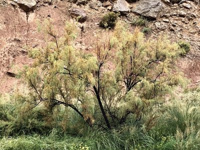 Tamarix chinensis, photographed by CK2AZ