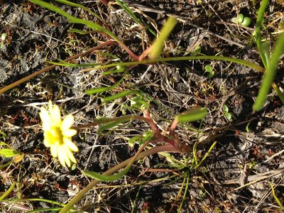 Blennosperma bakeri, photographed by Julie Wittmann