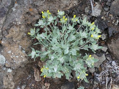 Physaria vitulifera, photographed by botanygirl