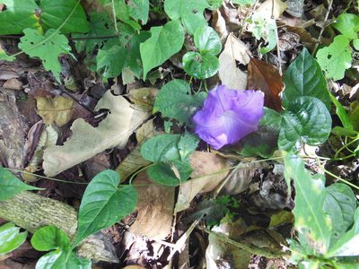 Ipomoea silvicola, photographed by Neptalí Ramírez Marcial