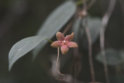 Ruehssia sumiderensis, photographed by Neptalí Ramírez Marcial