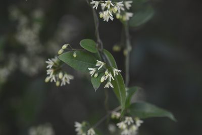 Metastelma lanceolatum, photographed by Neptalí Ramírez Marcial