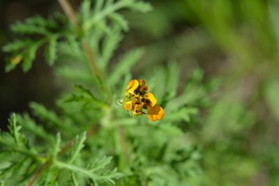 Dyssodia decipiens, photographed by Neptalí Ramírez Marcial