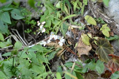 Begonia sericoneura, photographed by Neptalí Ramírez Marcial