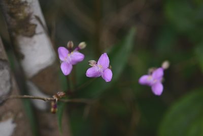 Tripogandra amplexicaulis, photographed by Neptalí Ramírez Marcial