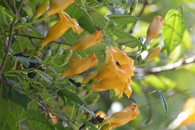 Ipomoea aurantiaca, photographed by Neptalí Ramírez Marcial
