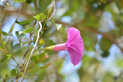 Ipomoea bernoulliana, photographed by Neptalí Ramírez Marcial