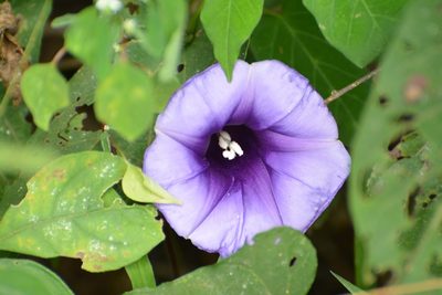 Ipomoea lindenii, photographed by Neptalí Ramírez Marcial