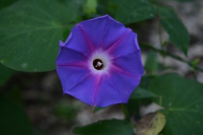 Ipomoea villifera, photographed by Neptalí Ramírez Marcial