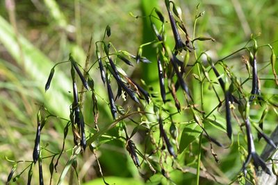 Lisianthius nigrescens, photographed by Neptalí Ramírez Marcial