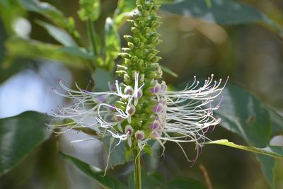 Catoferia chiapensis, photographed by Neptalí Ramírez Marcial
