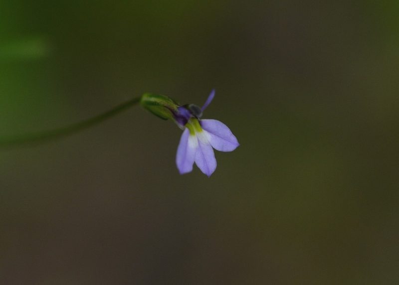 Lobelia longicaulis, photographed by Neptalí Ramírez Marcial