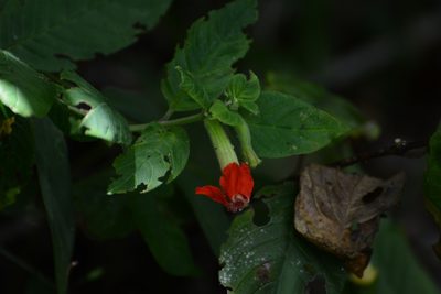 Cuphea intermedia, photographed by Neptalí Ramírez Marcial