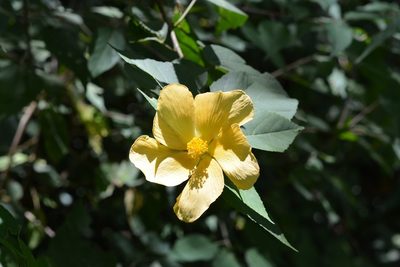 Dendrosida sharpiana, photographed by Neptalí Ramírez Marcial