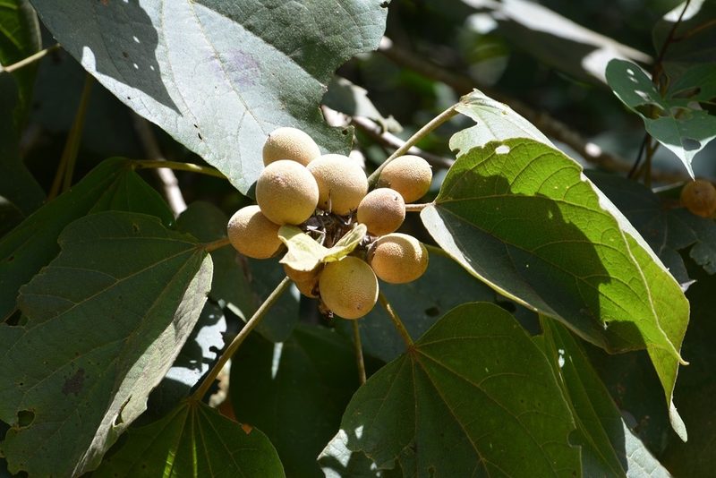Hampea mexicana, photographed by Neptalí Ramírez Marcial