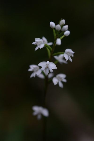 Cranichis cochleata, photographed by Neptalí Ramírez Marcial