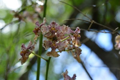 Trichocentrum andreanum, photographed by Neptalí Ramírez Marcial