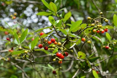 Psychotria erythrocarpa, photographed by Neptalí Ramírez Marcial