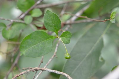 Lycianthes scandens, photographed by Neptalí Ramírez Marcial