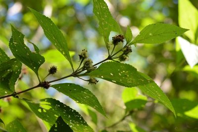 Lippia cardiostegia, photographed by Neptalí Ramírez Marcial