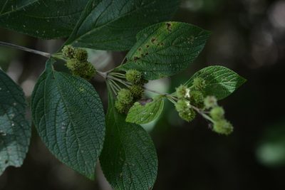 Lippia cardiostegia, photographed by Neptalí Ramírez Marcial