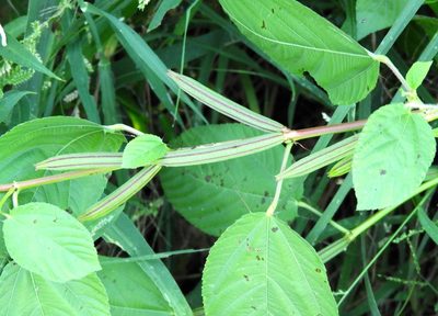 Corchorus olitorius, photographed by Francisco Farriols Sarabia