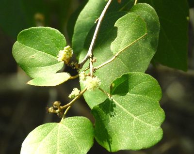 Croton pseudoniveus, photographed by Francisco Farriols Sarabia