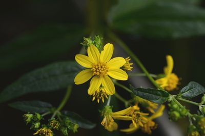Perymenium gymnolomoides, photographed by Neptalí Ramírez Marcial