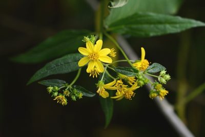 Perymenium gymnolomoides, photographed by Neptalí Ramírez Marcial