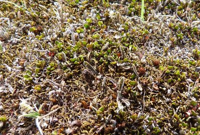 Leptinella serrulata, photographed by Colin Meurk