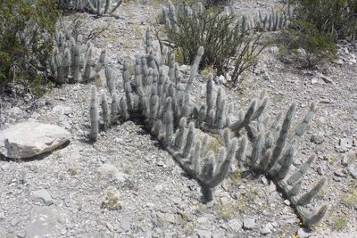 Grusonia bradtiana, photographed by Juan Cruzado Cortés